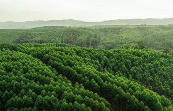 apa yang dimaksud hutan produksi beri contohnya