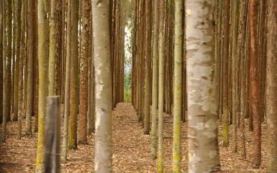 Hutan yang Menghasilkan Bahan Bangunan Disebut Hutan