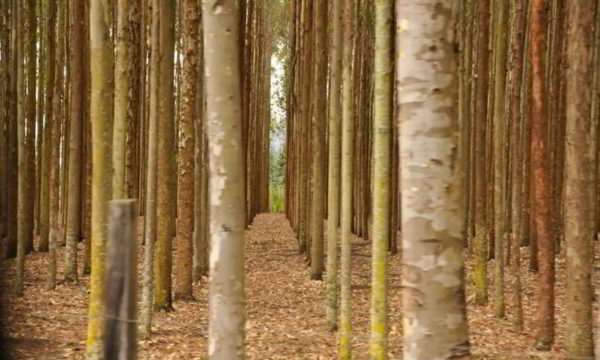 banner hutan yang menghasilkan bahan bangunan disebut hutan