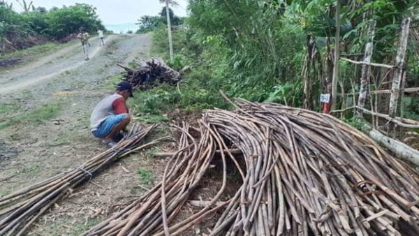 fungsi dan jenis dari hutan produksi